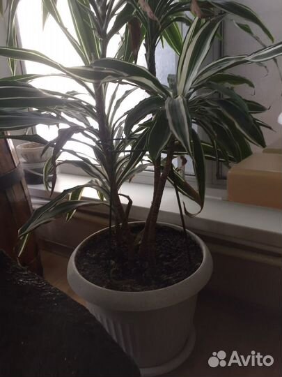 Драцена деремская полосатая