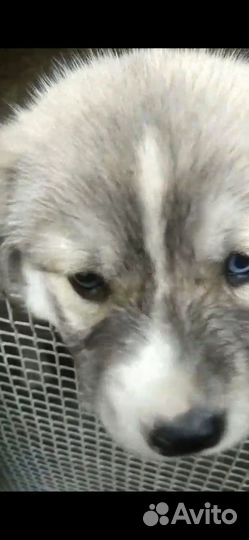 Щенки бесплатно