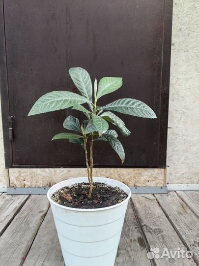 Мушмула японская 40см, 3года. Привезена с японии