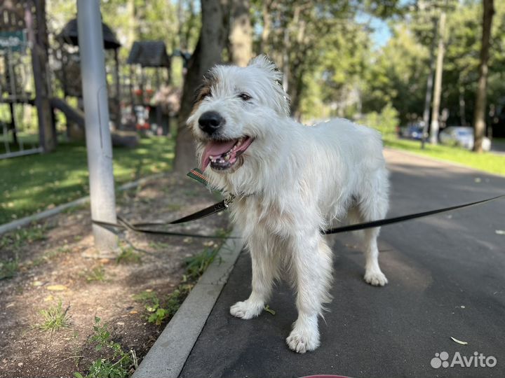 Собака в добрые руки