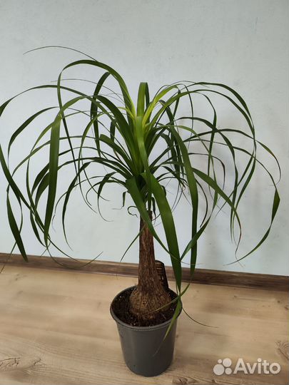 Бокарнея нолина