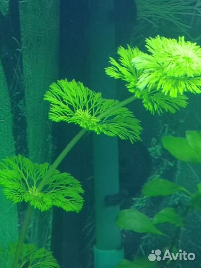 Прополка, Аквариумные Растения, Хелены, меченосцы
