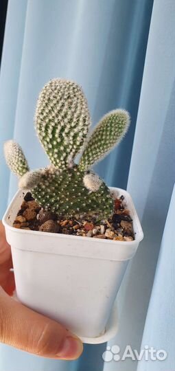 Кактус опунция