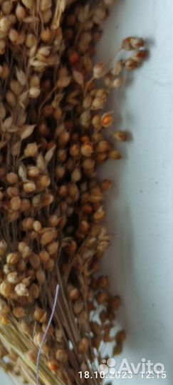 Корм, лакомство для попугаев