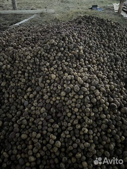 Продам картофель