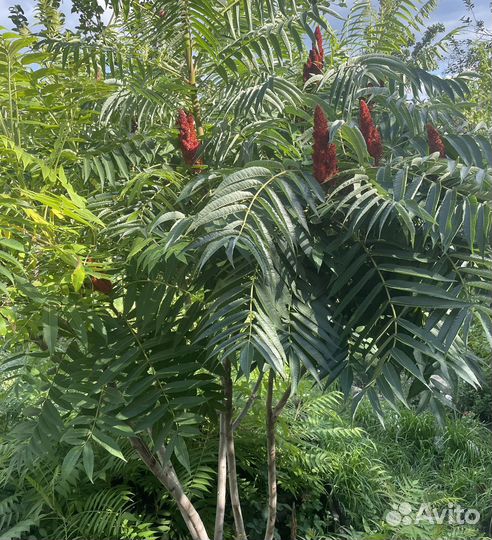 Сумах оленерогий