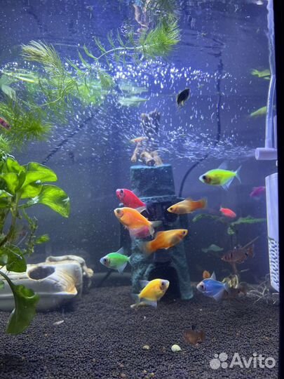 Тернеции, меченосцы