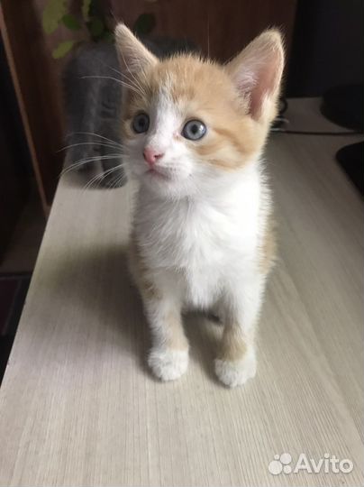 Котята смешанной породы