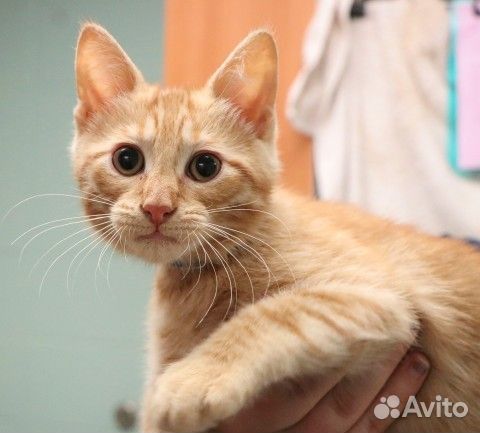 Солнечные зайчики бесплатно рыжие котята