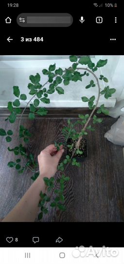 Коммифора, Commiphora (вид не известен)