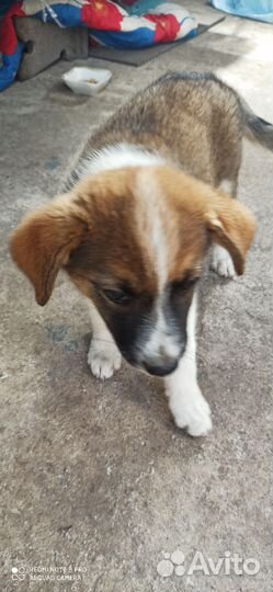 Щенки бесплатно