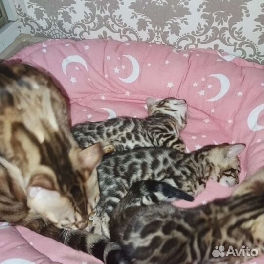 Бенгальские котята