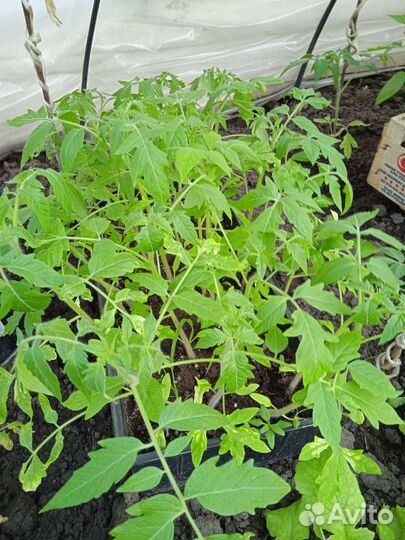 Рассада помидоры и перец