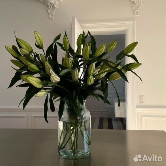 Лилии Голландские опт
