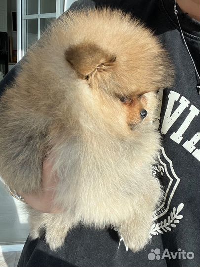 Померанский шпиц мини девочка