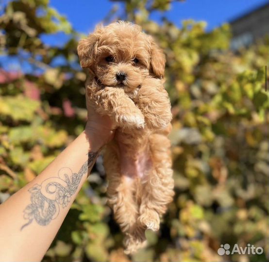 Крошки мальтипу микро эксклюзив