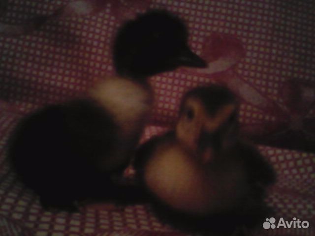 Утята шипуны