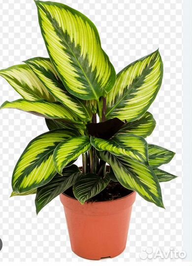 Калатея бьюти стар