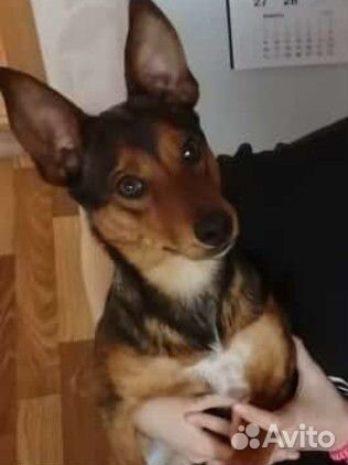 Собака в добрые руки отдам бесплатно