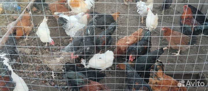 Куры несушки молодки