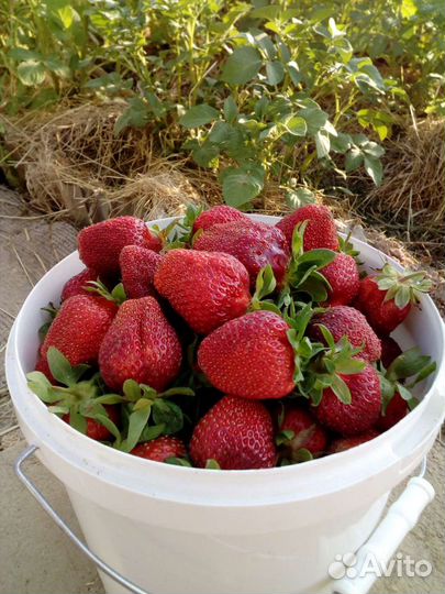 Рассада клубники Сорт Гигантелла