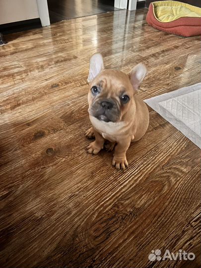 Французский бульдог щенки