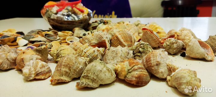 Ракушки для аквариума