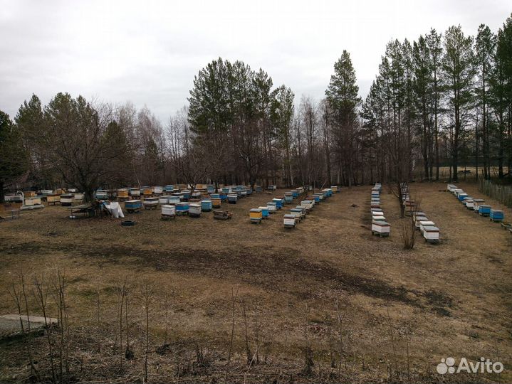 Пчелы