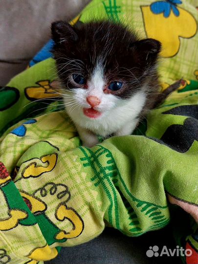 Котята в дар