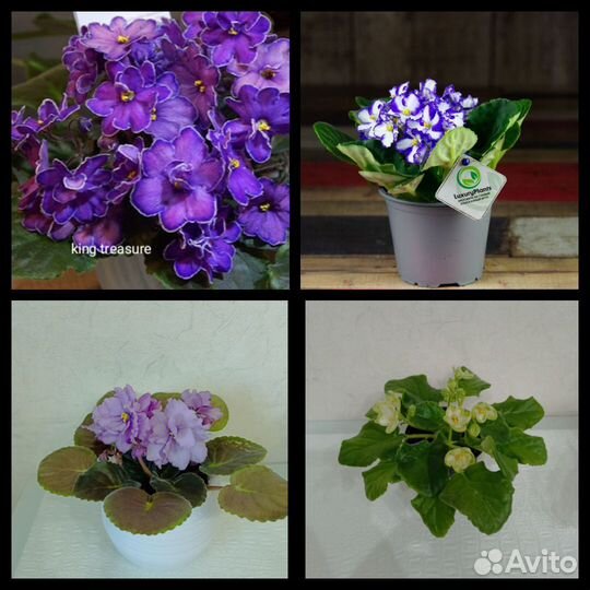 Фиалка лист