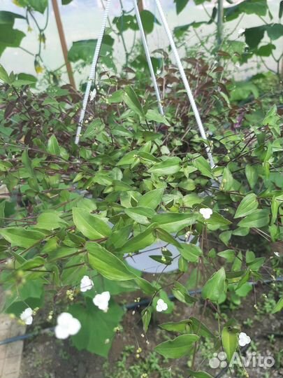 Традесканция гибазис (фата невесты)