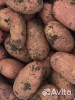 Продам картофель