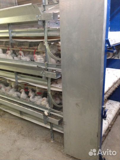 Клеточная батарея кб-1600Мдля бройлеров, несушек