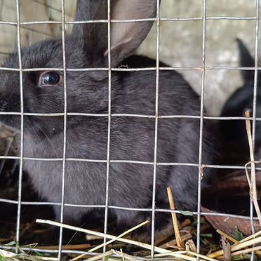 Кролики великаны