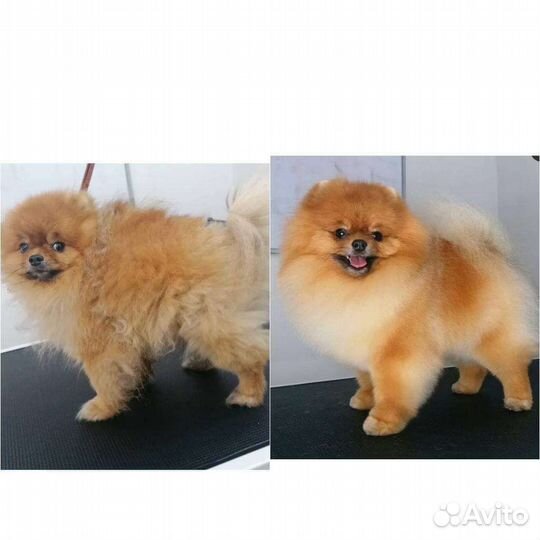 Груминг собак и кошек