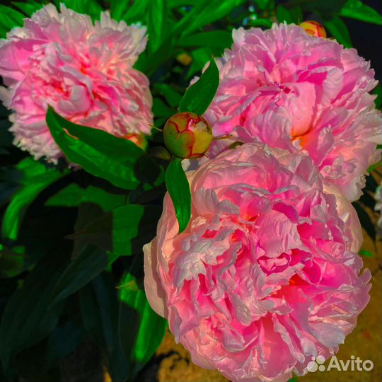 Пионы сортовые гибрид