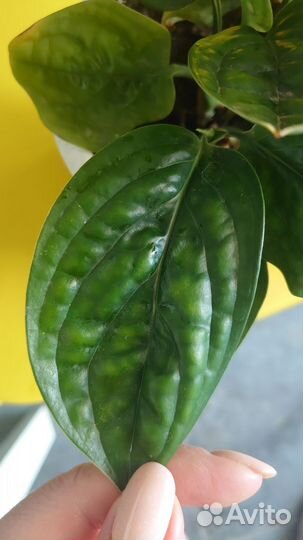 Монстера карстенианум