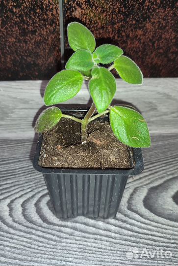 Комнатные растения