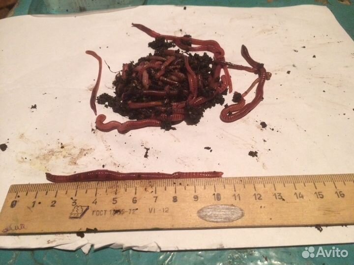 Червь навозный для рыбалки