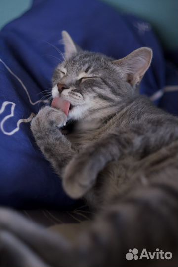 Николя (котёнок, кошка, 9,5 мес.)