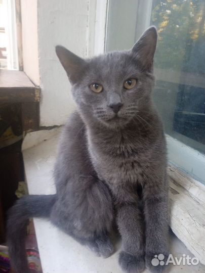 Молодая кошечка в добрые руки