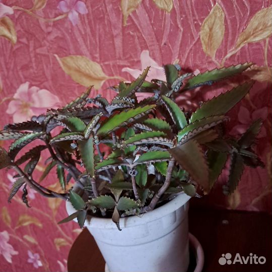 Каланхоэ лечебное