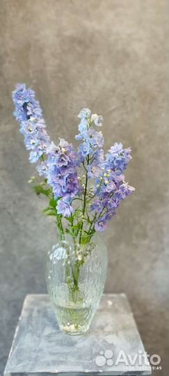 Флоксы, дельфиниум, срезка для флористов