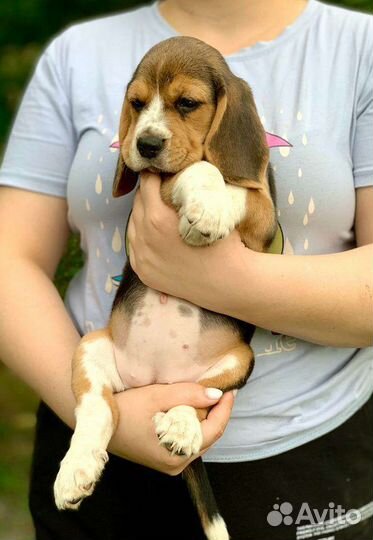 Щенки бигль