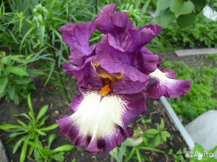 Ирис бородатый