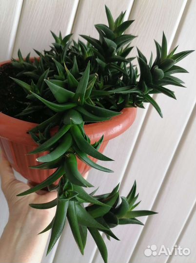 Хавортия извилистая, или тортуоза (H. tortuosa )