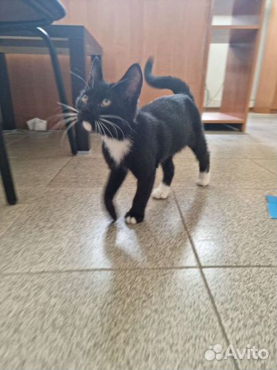 Кошка в дар