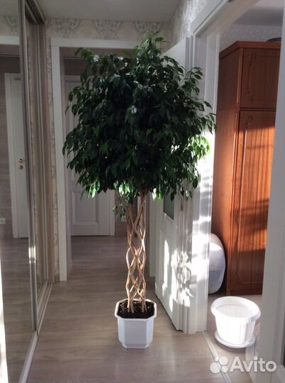 Фикус бенджамина