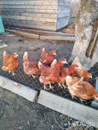 Курицы несушки