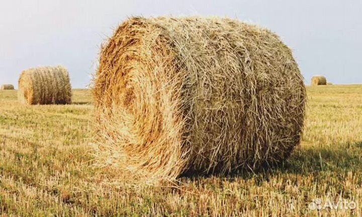 Сено и пшеничная солома в тюках